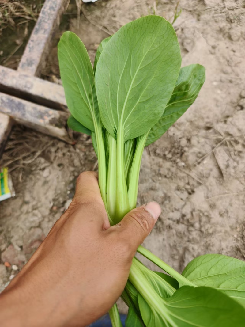 精品小青菜，上海青，规格齐全，产地直发量大从优！