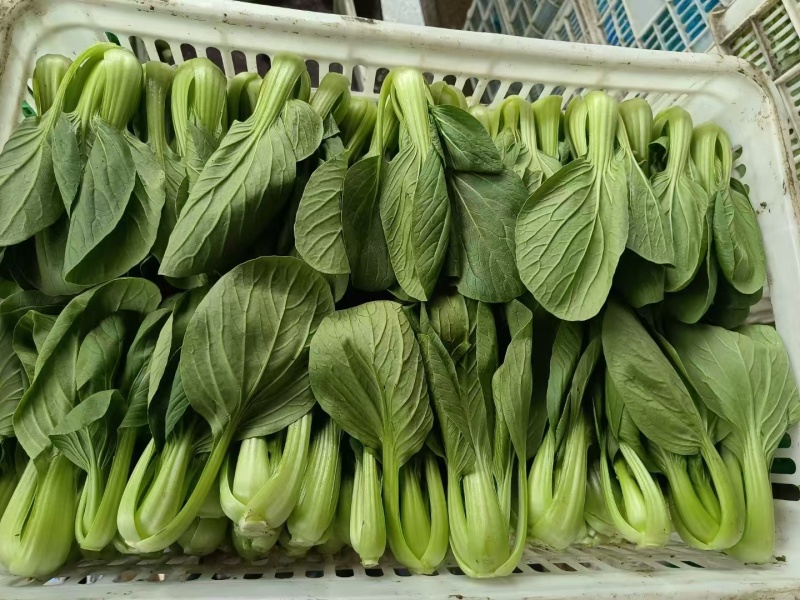 精品小青菜，上海青，规格齐全，产地直发量大从优！