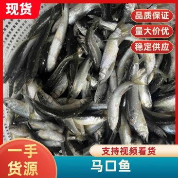 【推荐】精品马口鱼一手货源规格10条左右