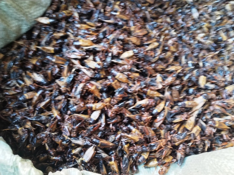 精品蟋蟀干净无沙/大小均匀/中药材蟋蟀/粮食饲养/自家喂养