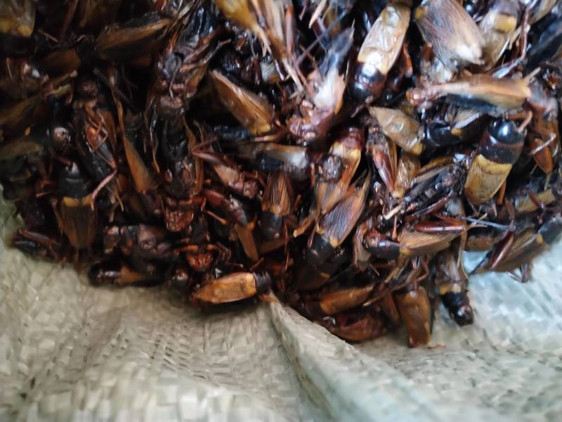 精品蟋蟀干净无沙/大小均匀/中药材蟋蟀/粮食饲养/自家喂养