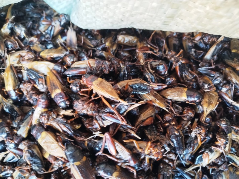 精品蟋蟀干净无沙/大小均匀/中药材蟋蟀/粮食饲养/自家喂养