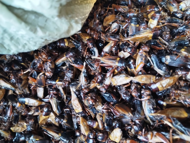 精品蟋蟀干净无沙/大小均匀/中药材蟋蟀/粮食饲养/自家喂养