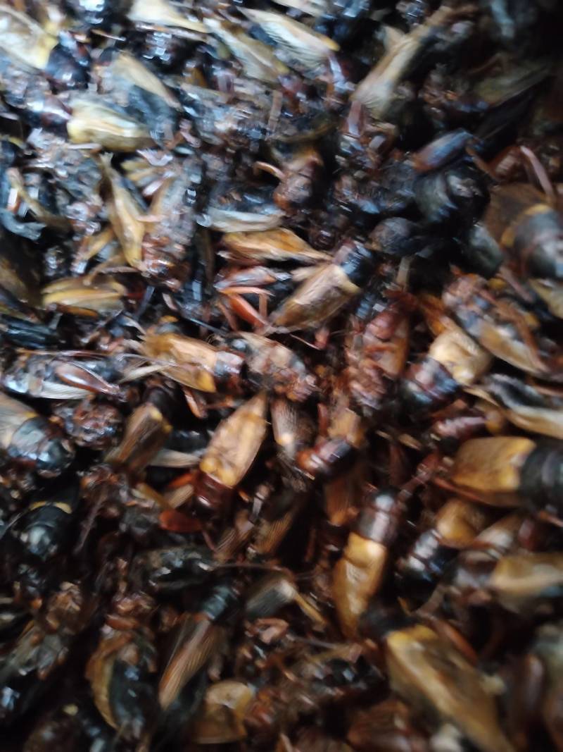 精品蟋蟀干净无沙/大小均匀/中药材蟋蟀/粮食饲养/自家喂养