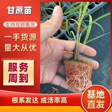 滑县果蔗脱毒甘蔗苗可视频看货诚信经营品质保证