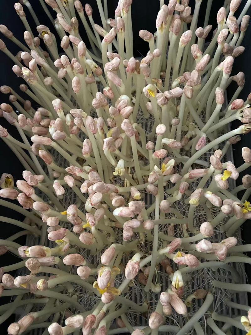 浙江花生芽量大再议全国发货视频看货量大从优