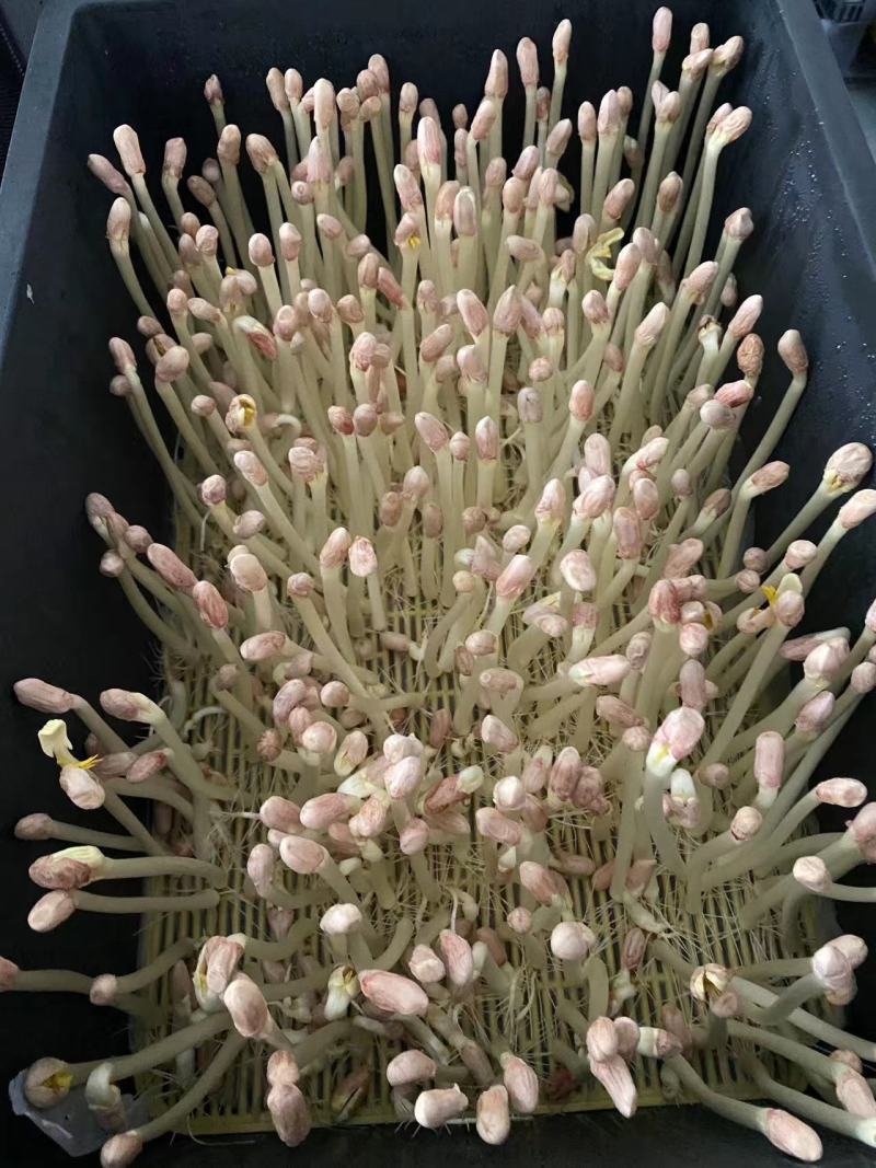 浙江花生芽量大再议全国发货视频看货量大从优
