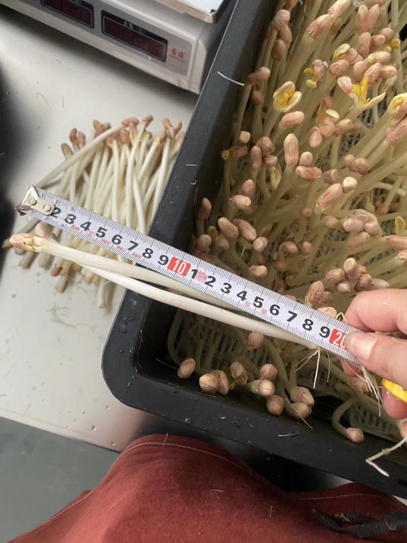 浙江花生芽量大再议全国发货视频看货量大从优
