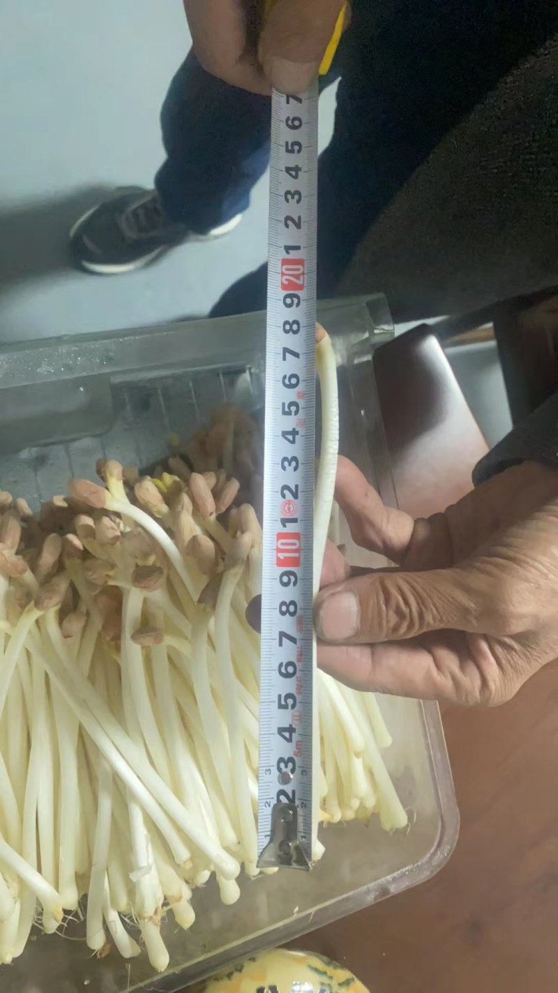 浙江花生芽量大再议全国发货视频看货量大从优