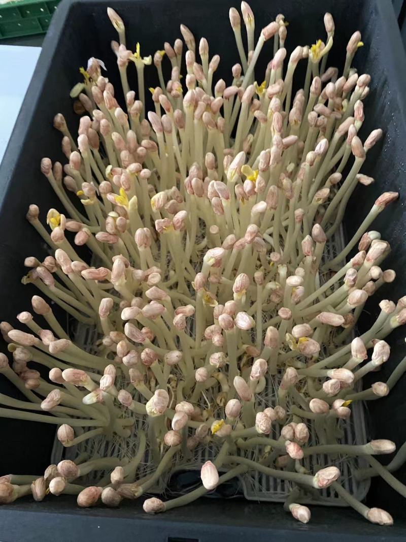 【牛商】新鲜花生芽，营养丰富，口感鲜美，健康生活从这里开始！