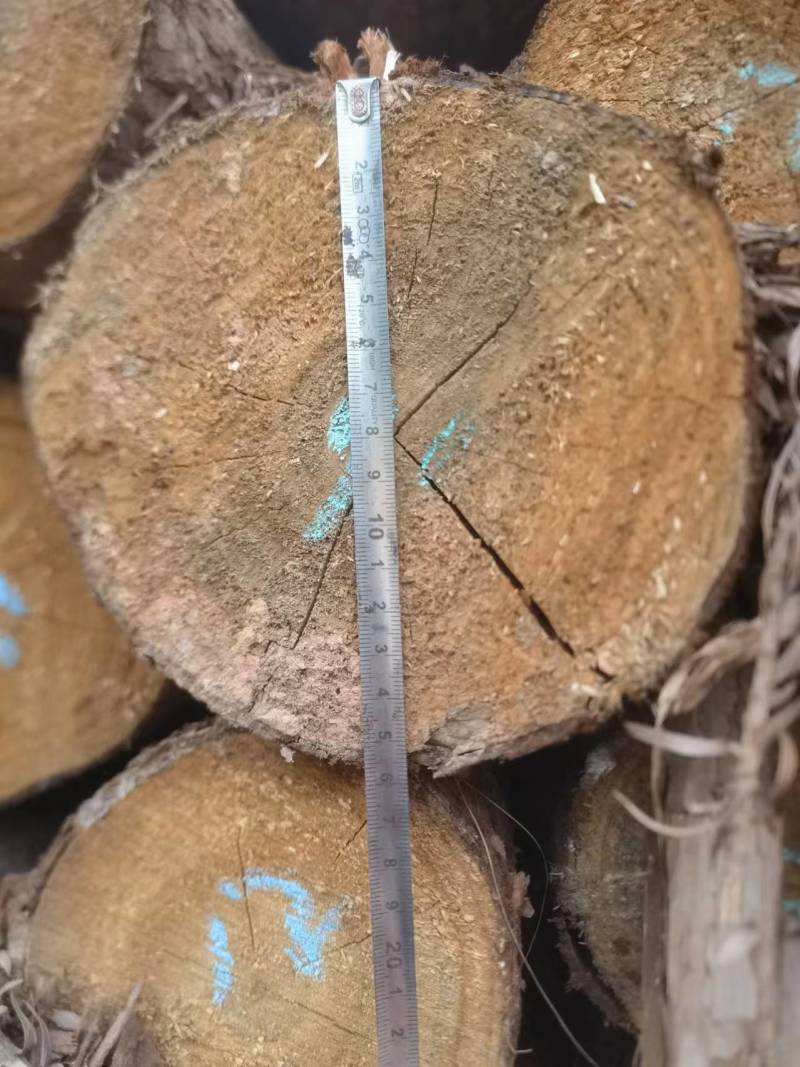 贵州香杉木产地大量上市一手货源欢迎实地考察