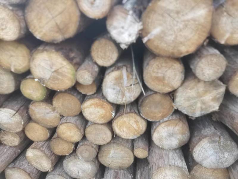 贵州香杉木产地大量上市一手货源欢迎实地考察