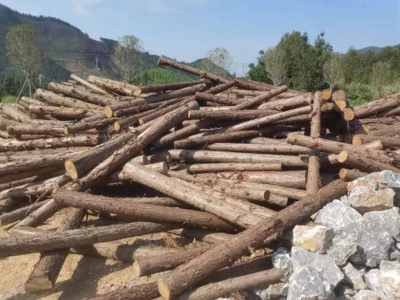 贵州香杉木产地大量上市一手货源欢迎实地考察