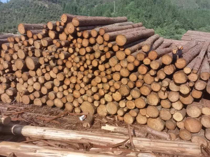 贵州香杉木产地大量上市一手货源欢迎实地考察