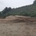 贵州香杉木产地大量上市一手货源欢迎实地考察