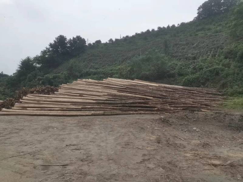 贵州香杉木产地大量上市一手货源欢迎实地考察