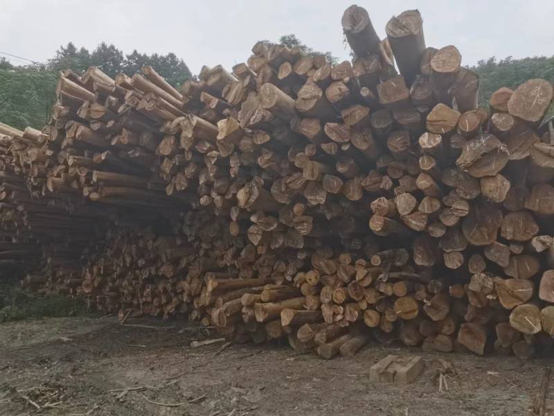 贵州香杉木产地大量上市一手货源欢迎实地考察