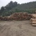 贵州香杉木产地大量上市一手货源欢迎实地考察