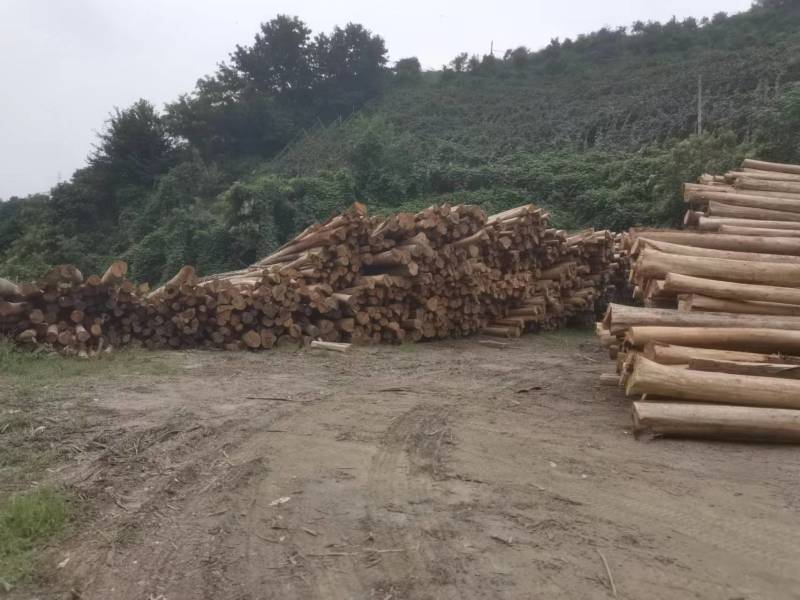 贵州香杉木产地大量上市一手货源欢迎实地考察