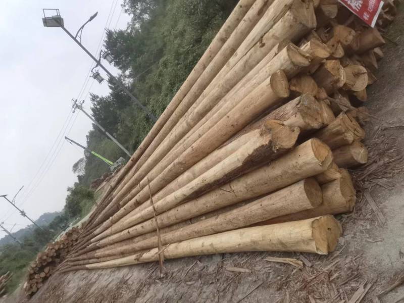 贵州香杉木产地大量上市一手货源欢迎实地考察