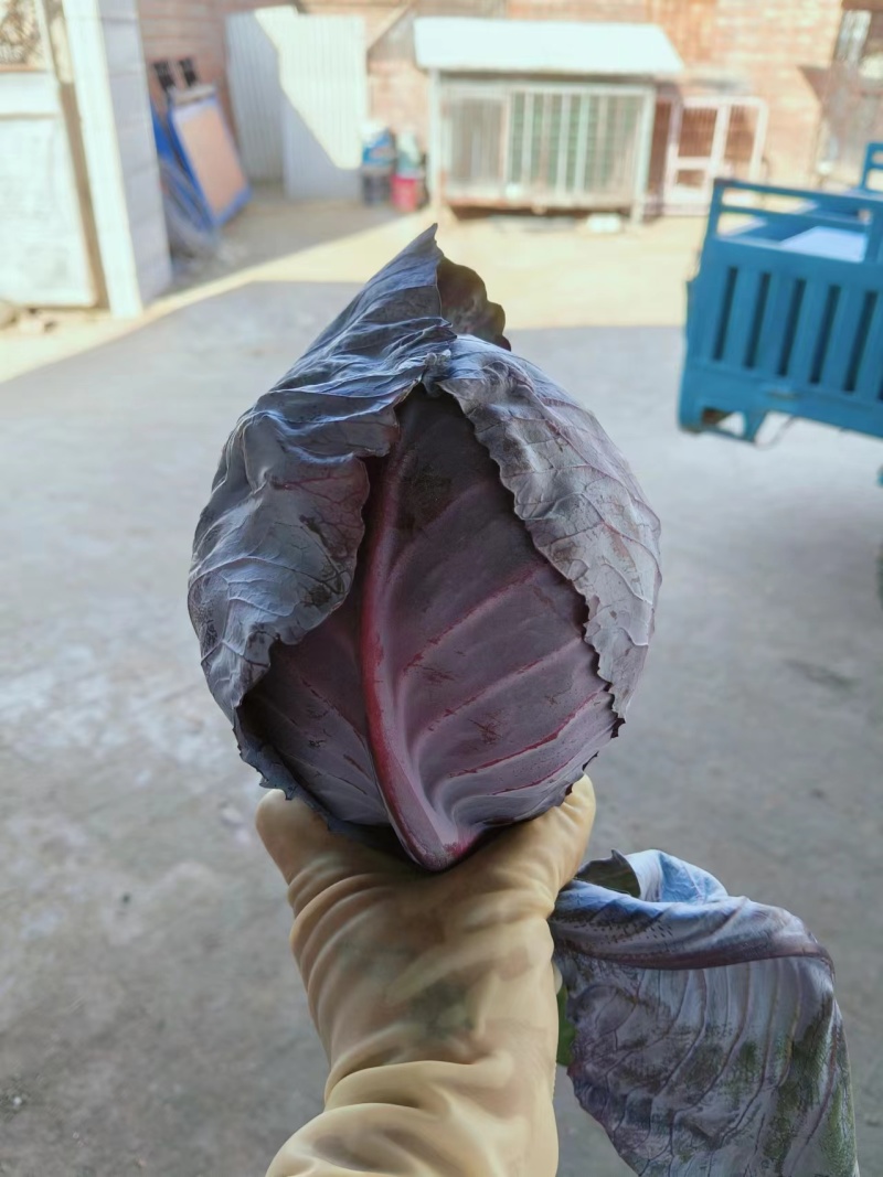 东北紫甘蓝一手货源质量无忧欢迎致电来电咨询价更优