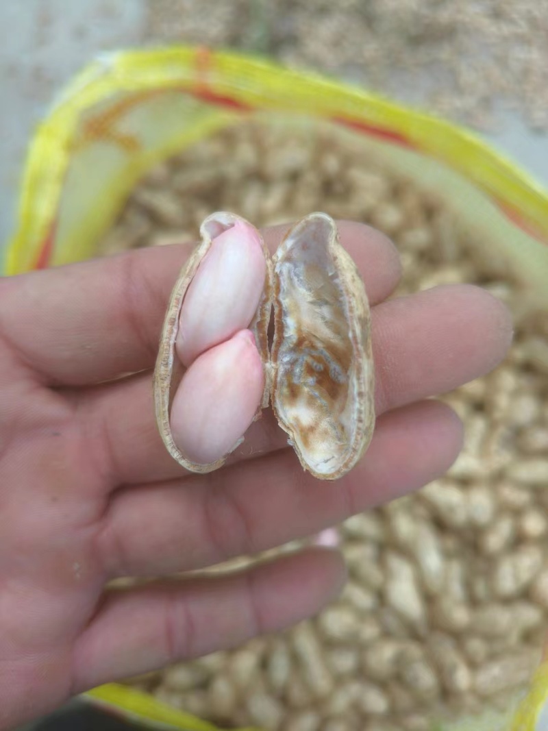 海花，花生大量有货产地直供颗颗饱满可视频看货
