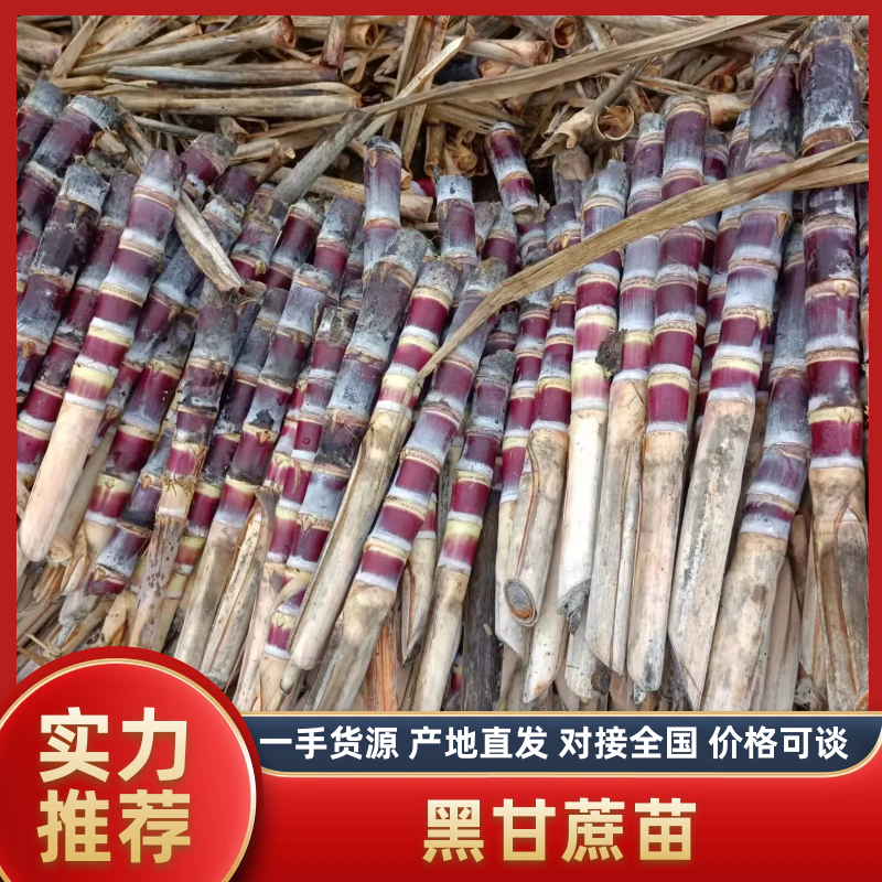 黑皮甘蔗苗，广西黑皮甘蔗种苗批发对接全国种植户