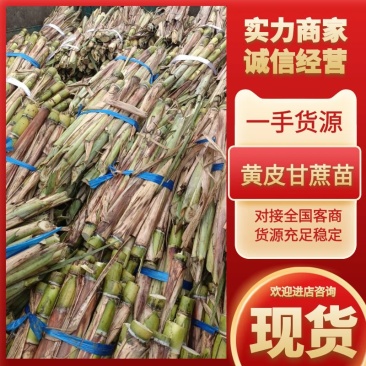 黄金甘蔗苗，黄皮甘蔗苗甘蔗苗产地直供提供技术指导