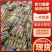 黄金甘蔗苗，黄皮甘蔗苗甘蔗苗产地直供提供技术指导