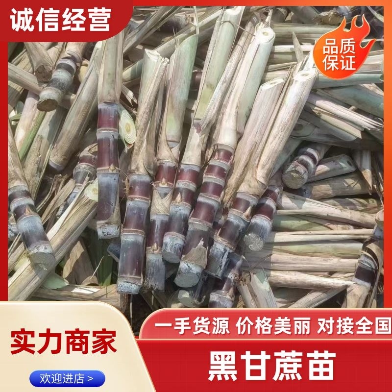 甘蔗种子，黑皮甘蔗种子，黑皮甘蔗种子批发