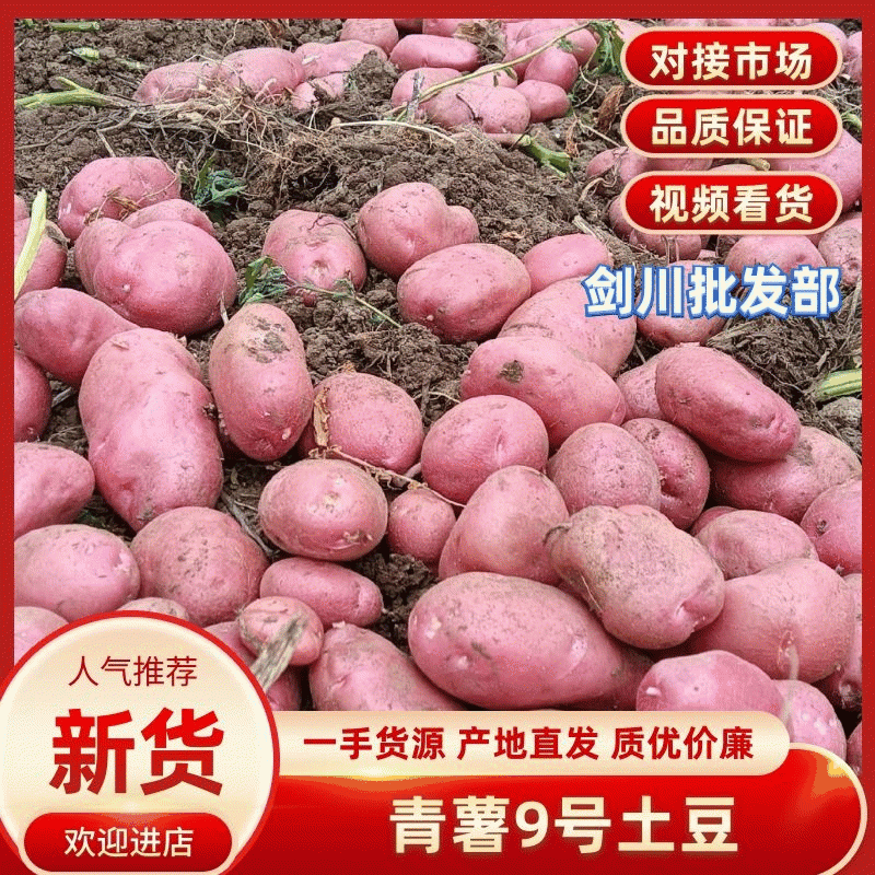 精品土豆青薯九号土豆产地直发一手货源全国发货