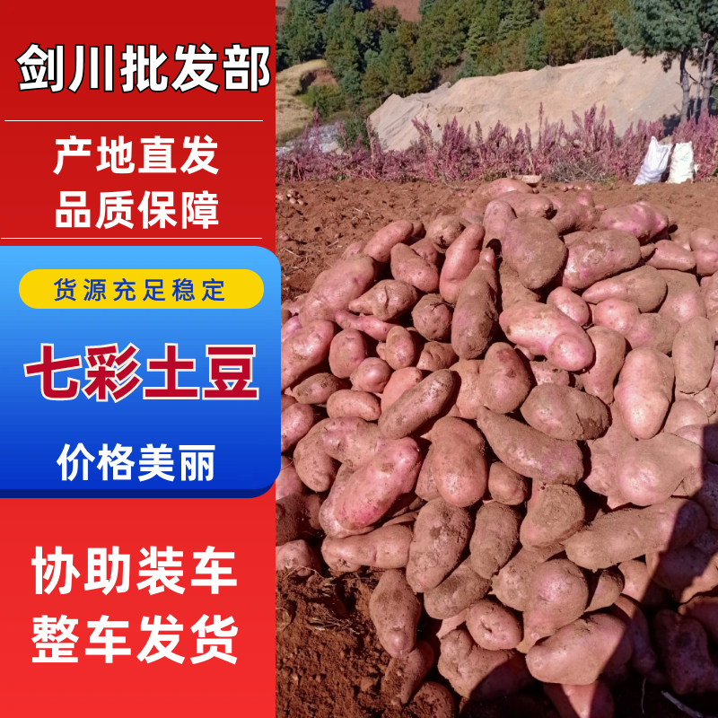 热卖土豆剑川七彩土豆产地直发生态种植品质保证