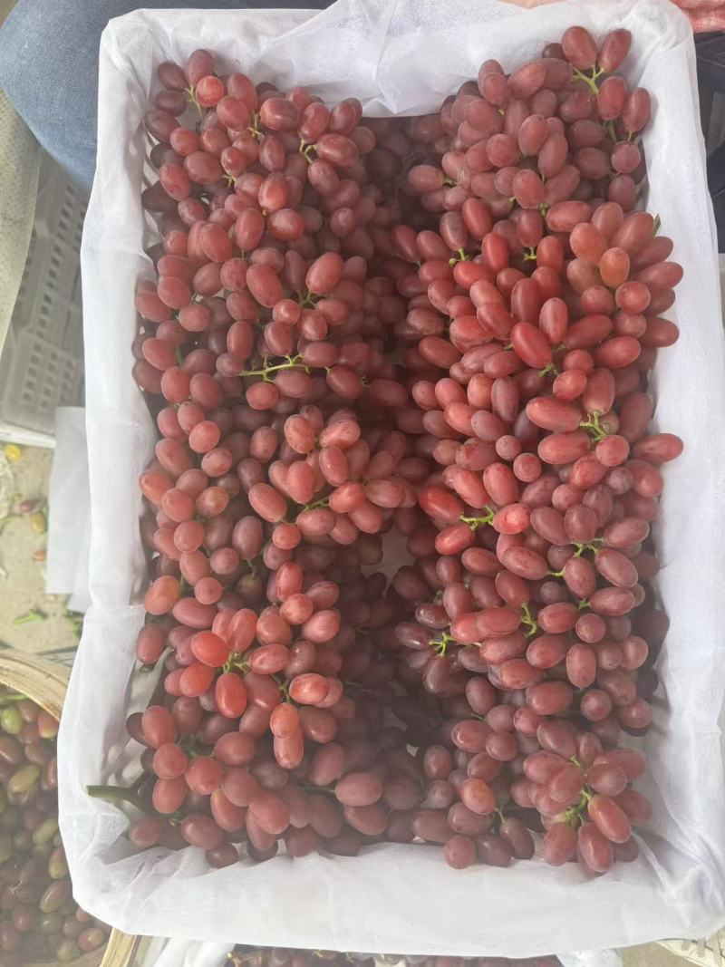【推荐】克伦生葡萄河北产地直发可视频看货一手货源