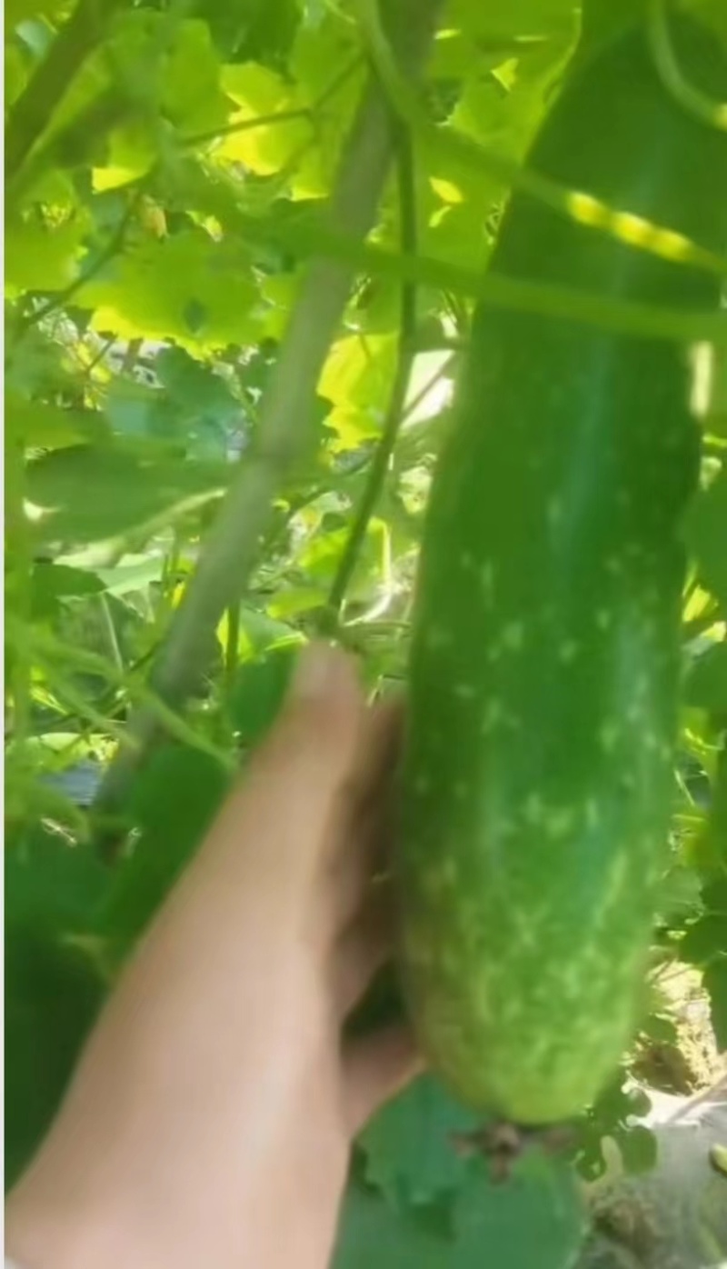 本地毛节瓜已结束，下半年，十月份开始上市供应