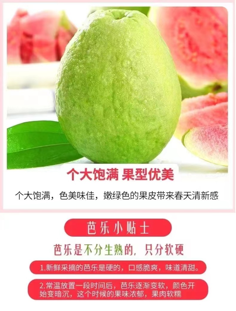 【精品】红心芭乐广告番石榴农户优选一条龙代办收购价格公道