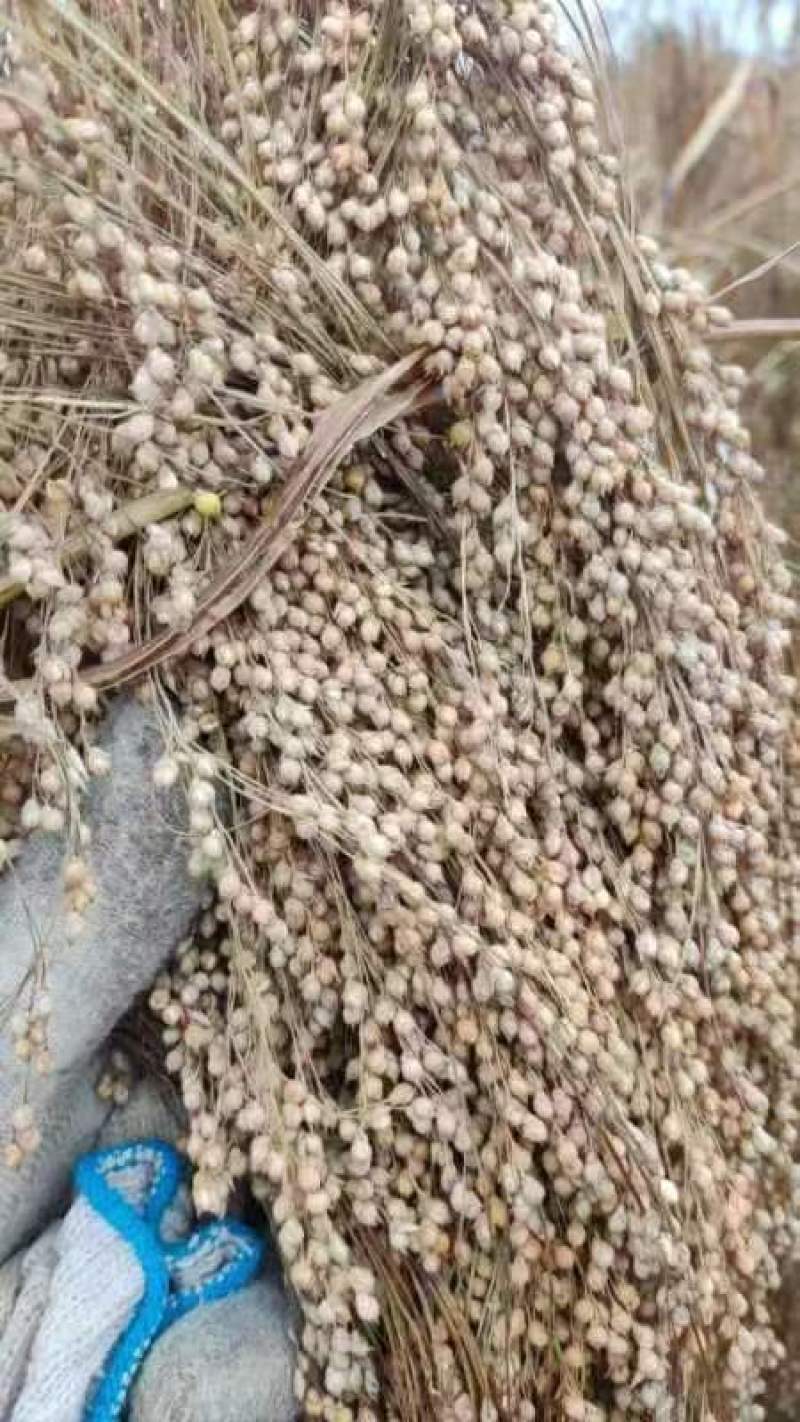 黍子品质优良货源充足量大从优价格美丽