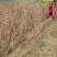 黍子品质优良货源充足量大从优价格美丽