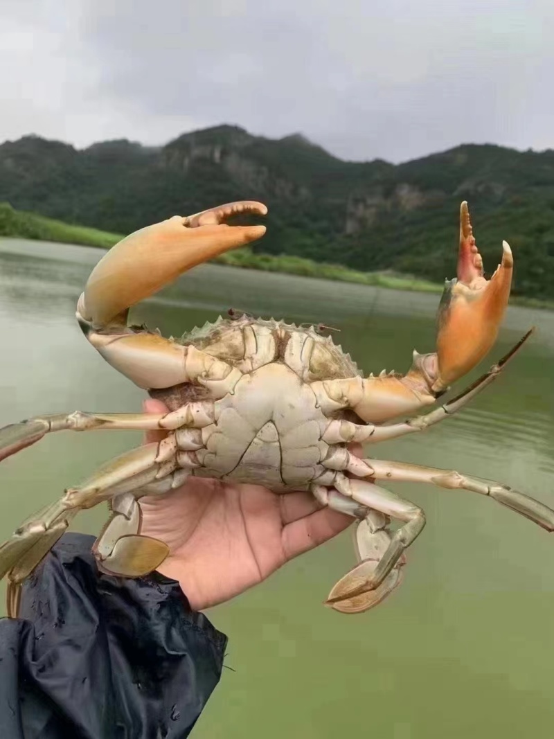 精品鲜活青蟹三门青蟹鲜活到家基地直发长期供货