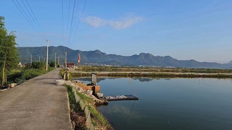 精品鲜活青蟹三门青蟹鲜活到家基地直发长期供货