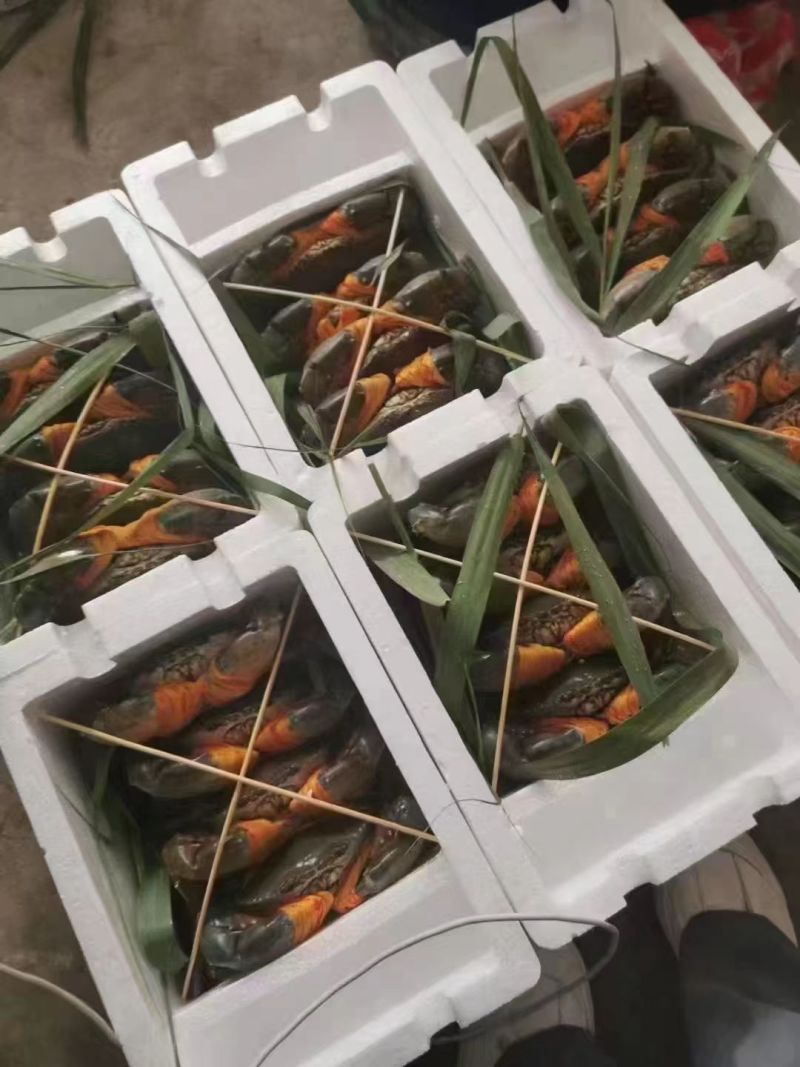 精品鲜活青蟹三门青蟹鲜活到家基地直发长期供货