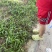 宽叶草种子