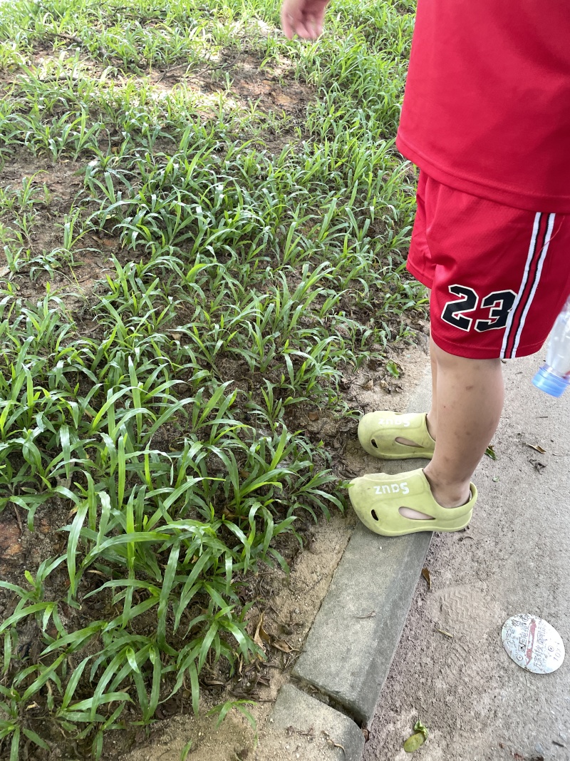 宽叶草种子