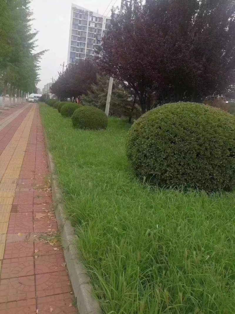 批发狗尾草种子货源充足支持一件代发欢迎电话联系
