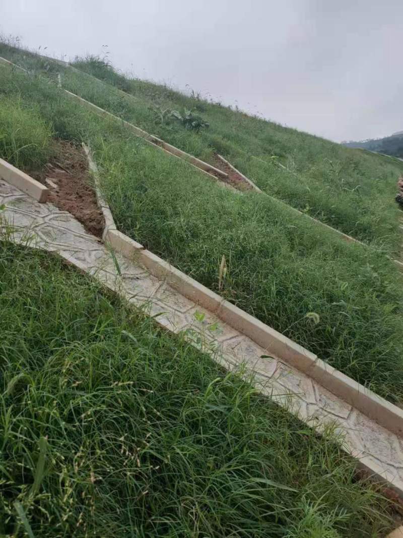 批发狗尾草种子货源充足支持一件代发欢迎电话联系