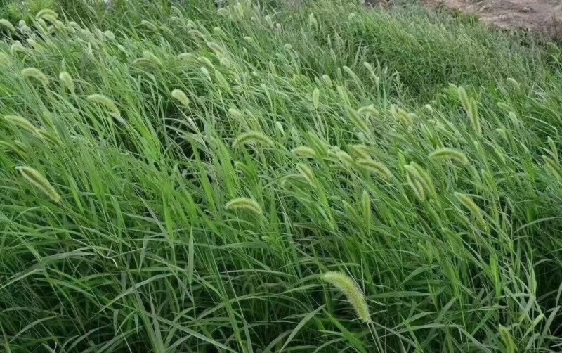 批发狗尾草种子货源充足支持一件代发欢迎电话联系