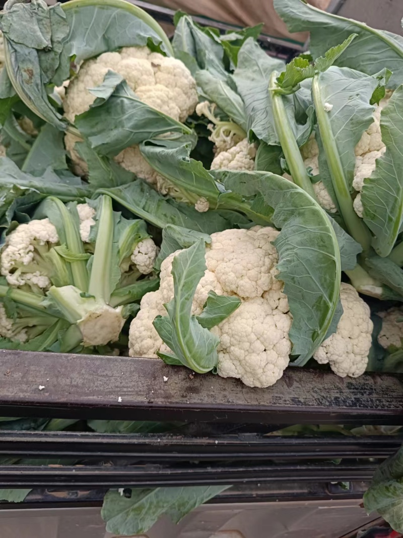 甘蓝西兰花花菜产地直发品相好发全国保质保量欢迎电联