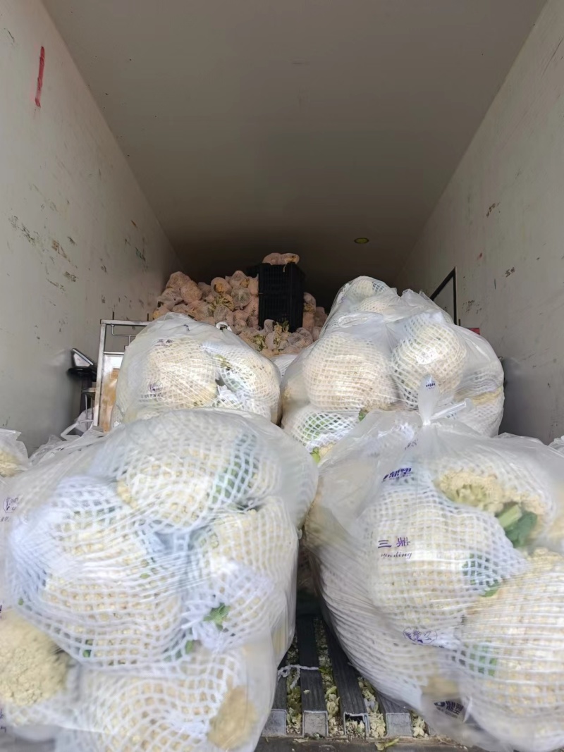甘蓝西兰花花菜产地直发品相好发全国保质保量欢迎电联