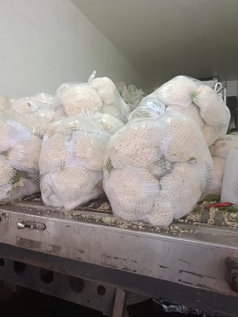 甘蓝西兰花花菜产地直发品相好发全国保质保量欢迎电联