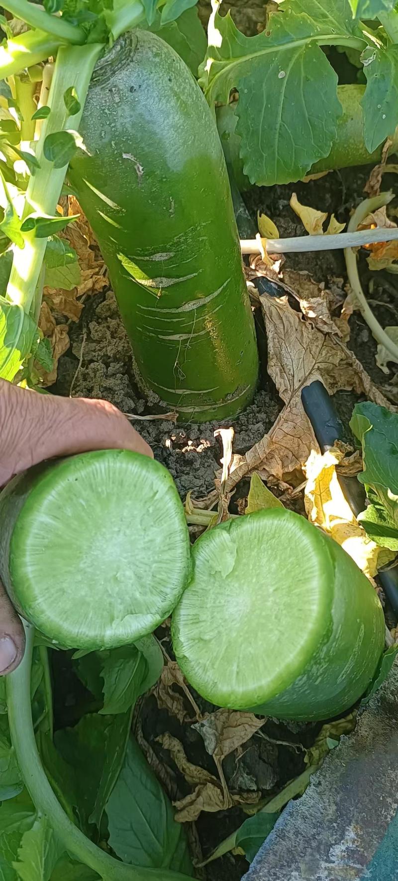 【推荐】精品水果萝卜产地一手货源品质保障价优欢迎