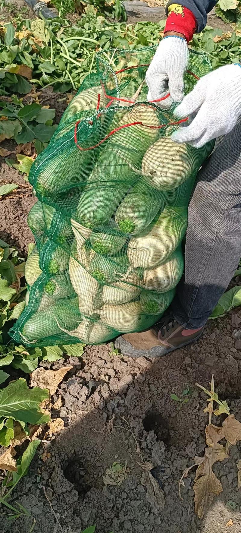 【推荐】精品水果萝卜产地一手货源品质保障价优欢迎